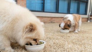 자기 강아지에게 달려든 강아지 발로 찬 견주, 정당방위일까