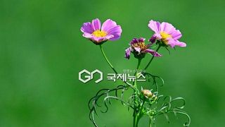 [다음주 날씨] 주 초반 곳곳 '소나기'...서울 낮 33도 폭염 계속