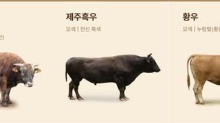 마블링만 보던 한우는 옛말…품종·산지 따지는 '한우 테루아' 뜬다