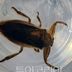 울산대공원 갈티못에 멸종위기 '물장군' 20마리 방사…울산시설공단, 습지 생태 복원 나서