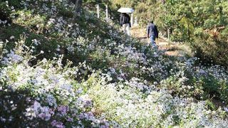 [내주날씨] 쌀쌀한 가을날 계속…금요일 오후부터 기온 '뚝'